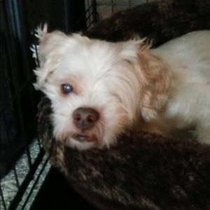 Meet your Posher, Monique